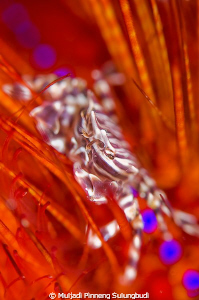 This "disco" zebra crab's dancing on a red sea urchin. I ... by Muljadi Pinneng Sulungbudi 